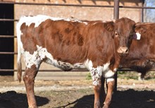 RJF LONE STAR TUFF X SL/JBR MARGARITA TAG 431 (H)